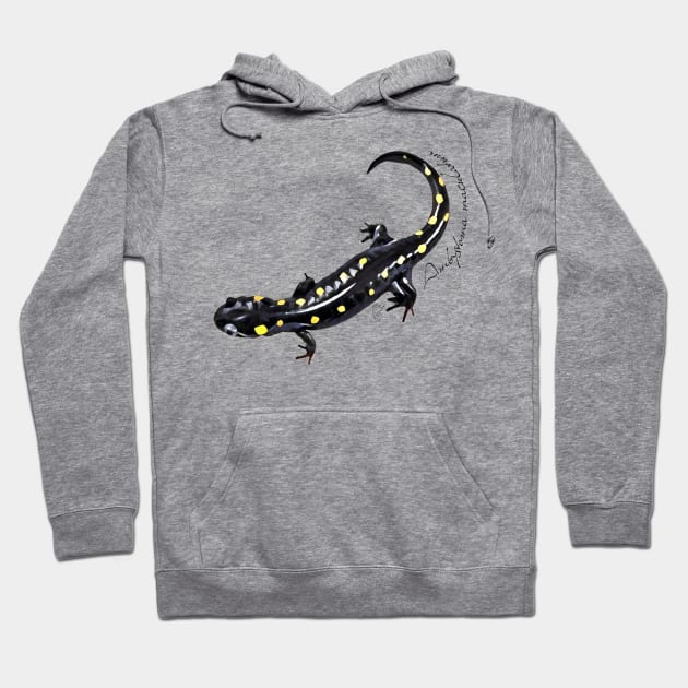 Spotted salamander art with scientific name Hoodie by austinmg